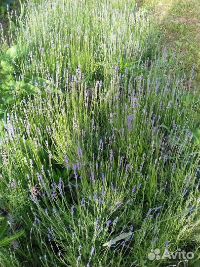 Саженцы,Кусты смородины чёрной,красной