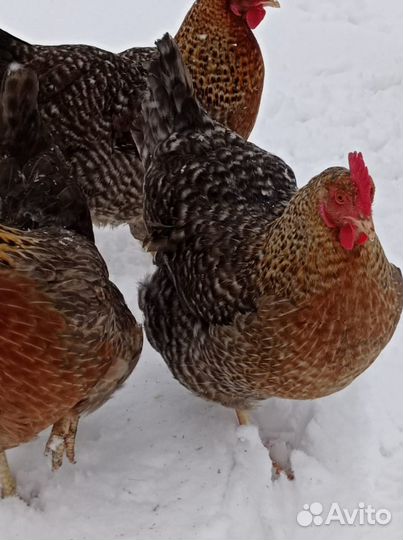 Цыплята Билефельдеры