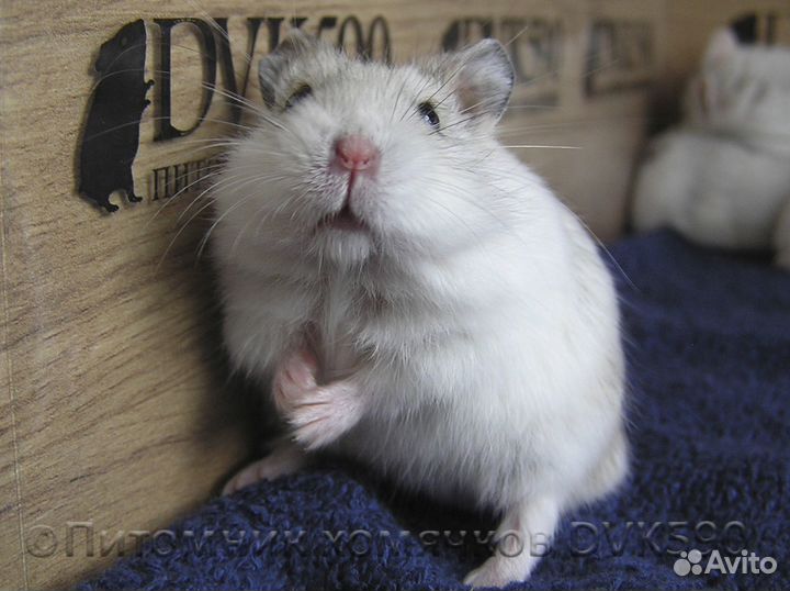 Хомячок, Новая клетка, Корм, Опилки + Доставка