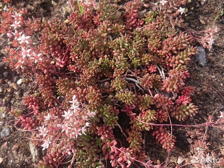 Растения для альпийской горки