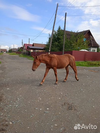 Лошадь