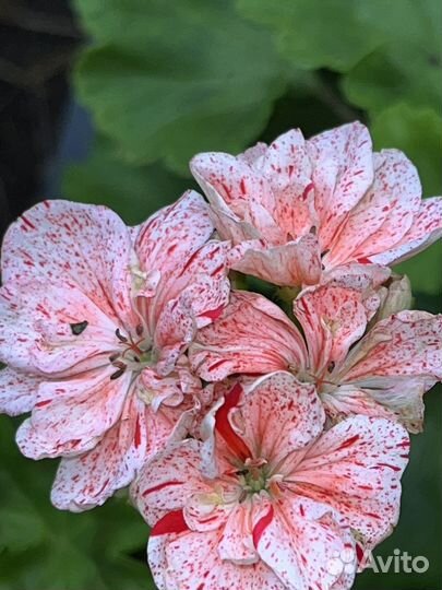 Пеларгония peppermint twist