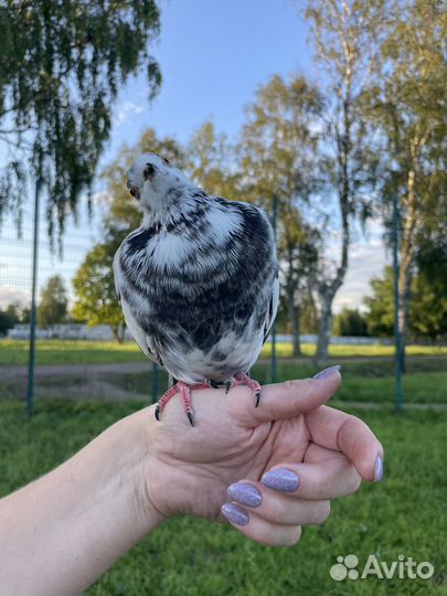 Голубь в добрые руки