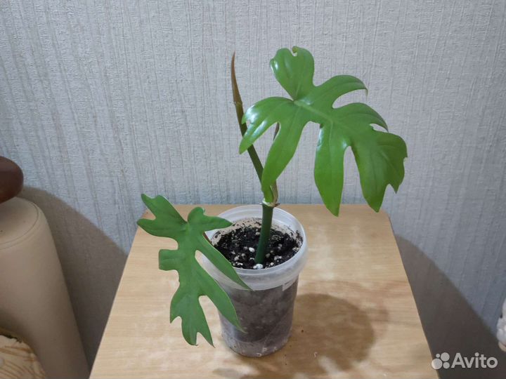 Филодендрон 
