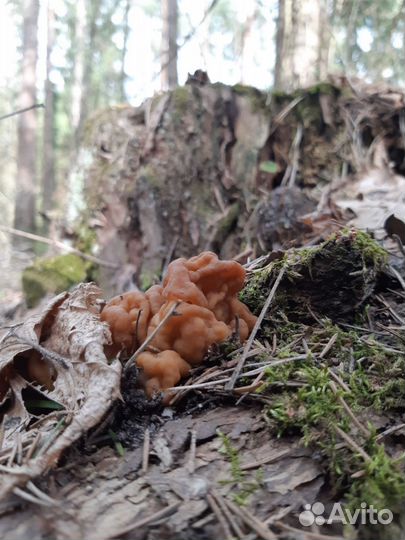 Грибы весенние