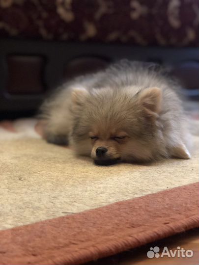 Щенок шпица мальчик