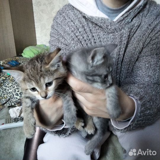 Котята 1,5месяца