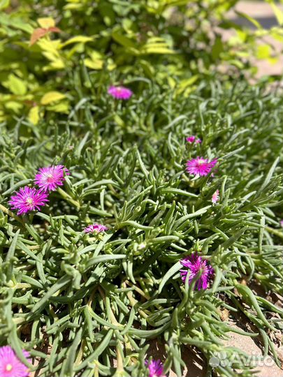 Деласперма Купера