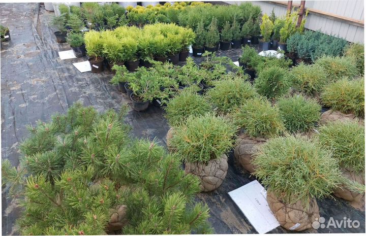 Сосна Ель голубая Кедр Пихта Кедр Туя Можжевельник