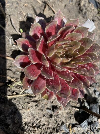 Молодило (Каменная Роза)