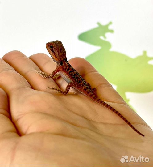 Бородатая агама малыши