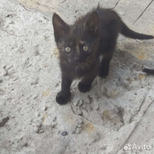 Котята вислоухие