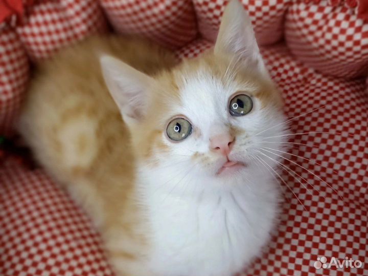 Котенок Антошка в поисках Человека