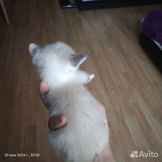 Котенок-девочка 1 месяц