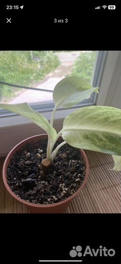 Аглаонема сан дроп