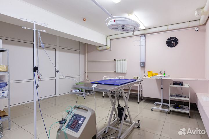 Ветеринарный врач, стерилизация, вакцинация, узи