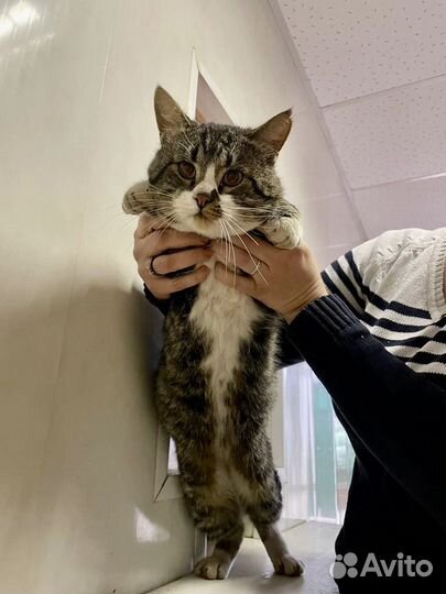 Брутальный кот Василий