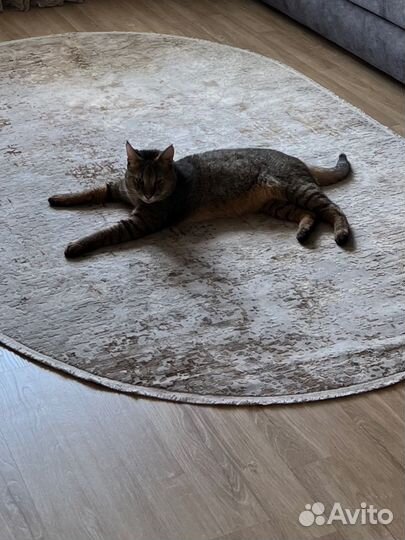 Экзотический кот