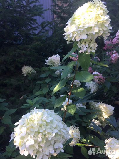Гортензия саженцы