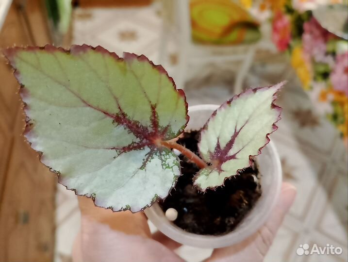 Декоративно лиственные бегонии