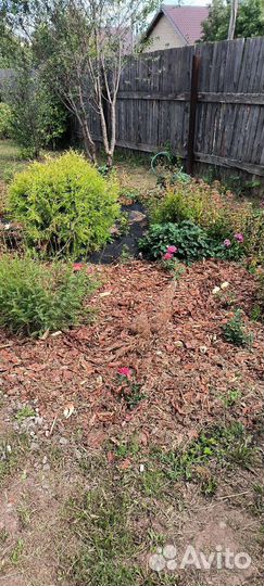 Мульча кора сосны