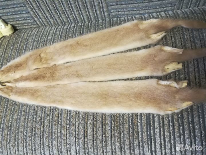 Шкурки норки