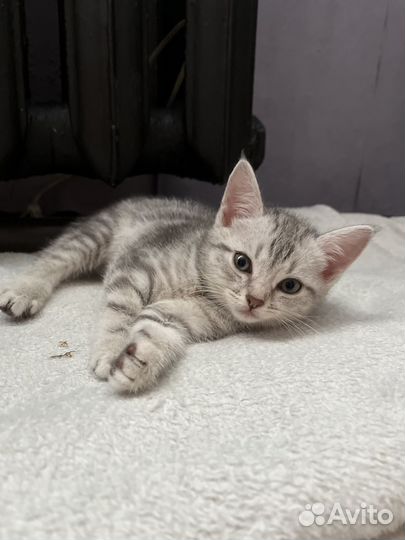 Британские котята