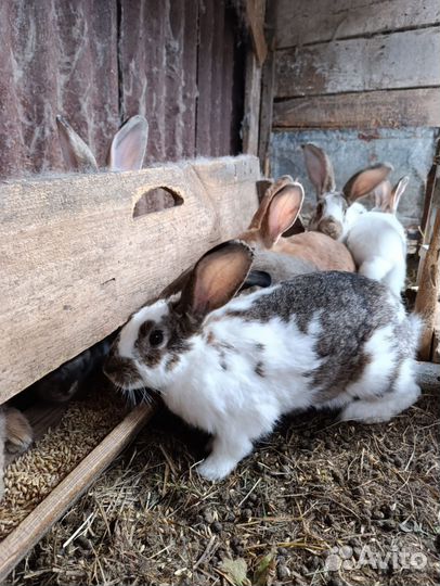 Кролики на племя