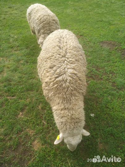 Овцы бараны