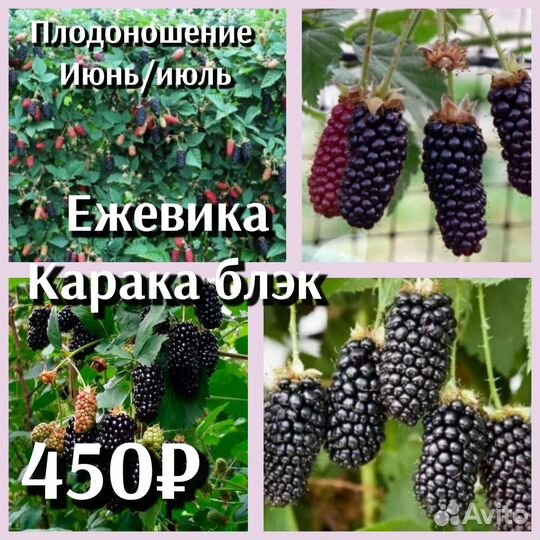 Саженцы ежевики