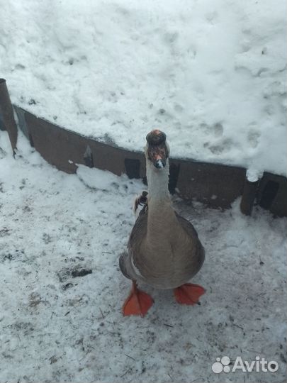 Гусь холмогорский