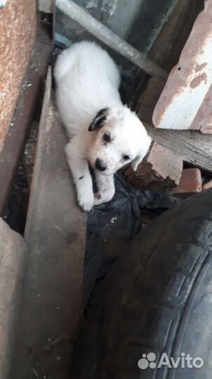 Щенки бесплатно