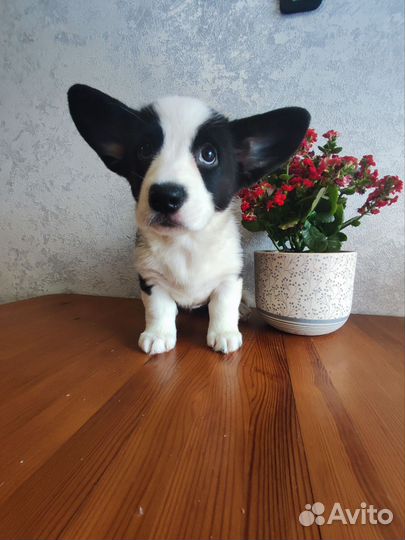 Вельш-корги кардиган щенки