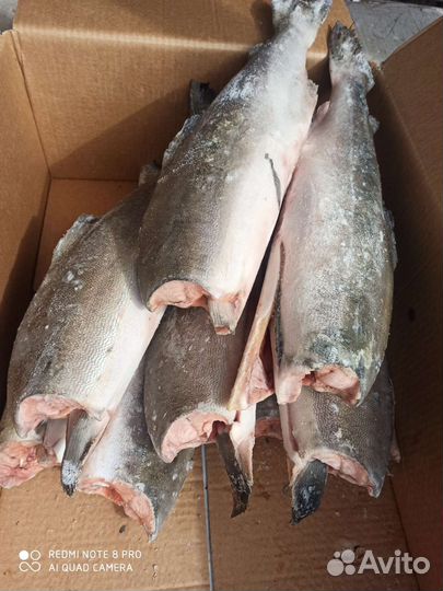 Рыба свежемороженая в ассортименте