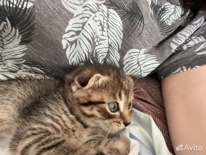 Шотландская