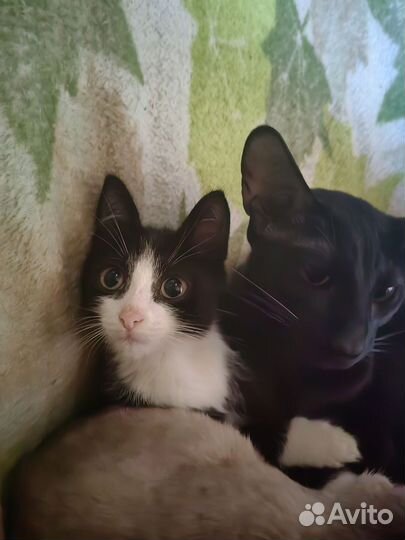 Котята отдам