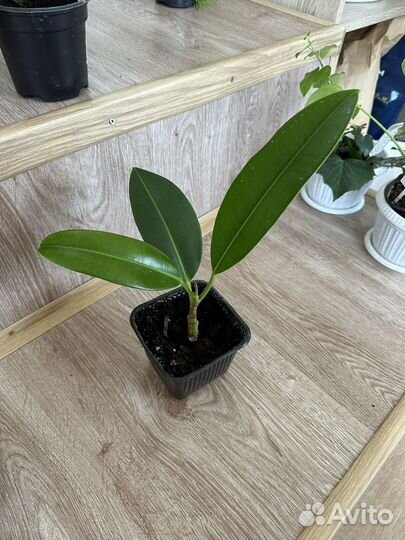 Фикус эластика тинеке