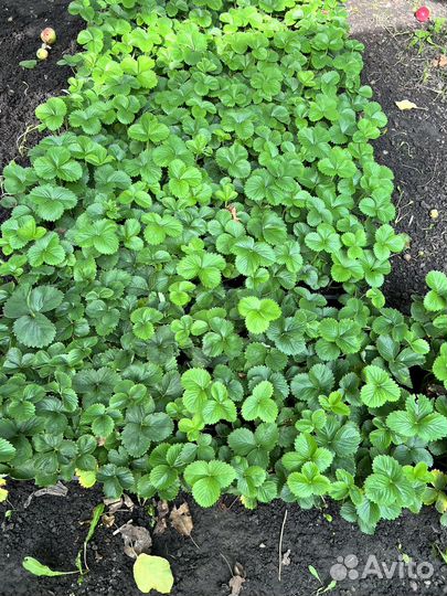 Рассада клубники сорт априка