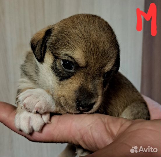 Щенок в добрые руки