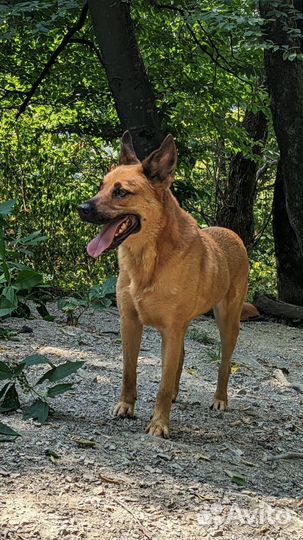 Собака в добрые руки