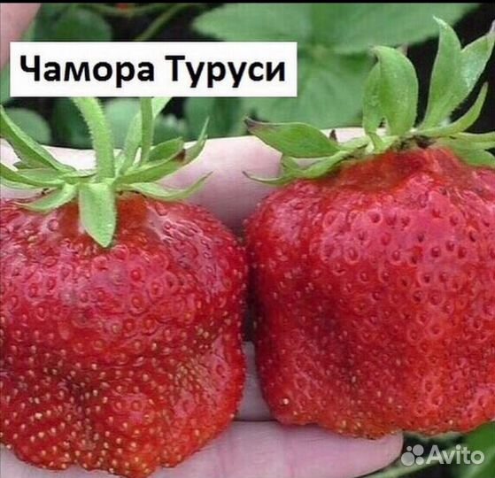 Рассада клубники