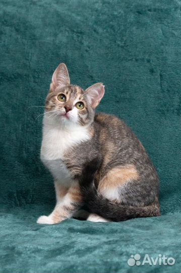 Озорная Веснушка в поисках семьи, котёнок