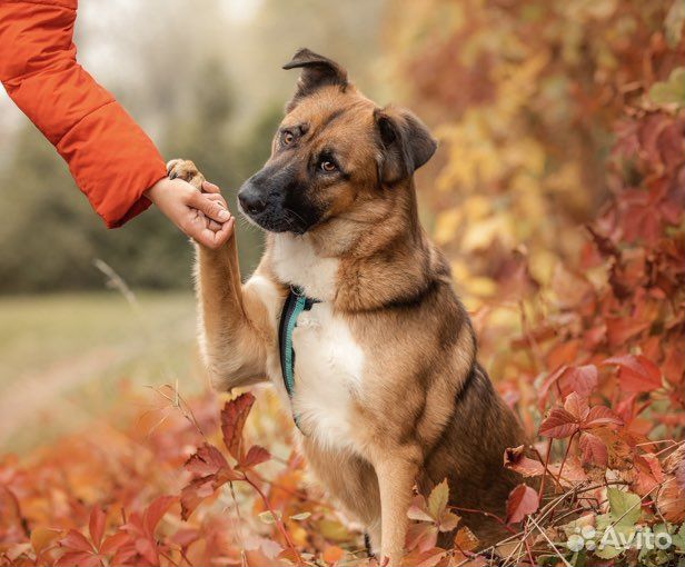 В добрые руки