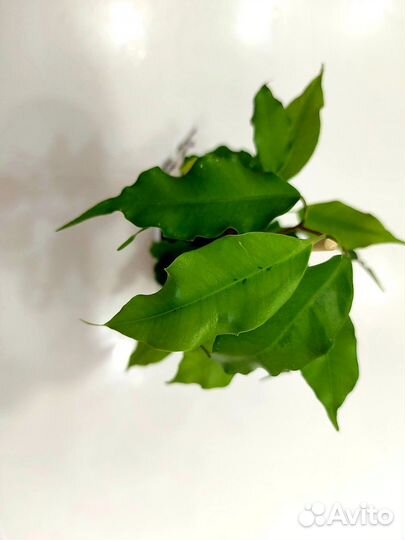 Фикус Бенджамина Голден Моник