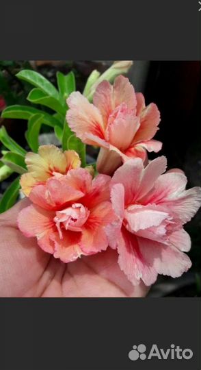 Черенок адениума