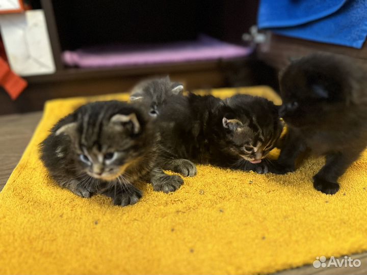 Котята
