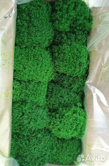 Стабилизированный мох экодизайн,панно