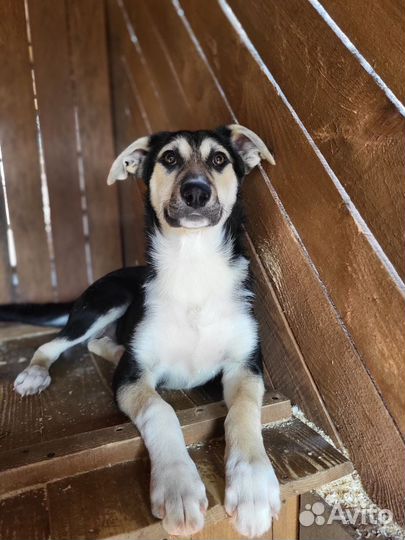 Красивые семейные щенки в дар