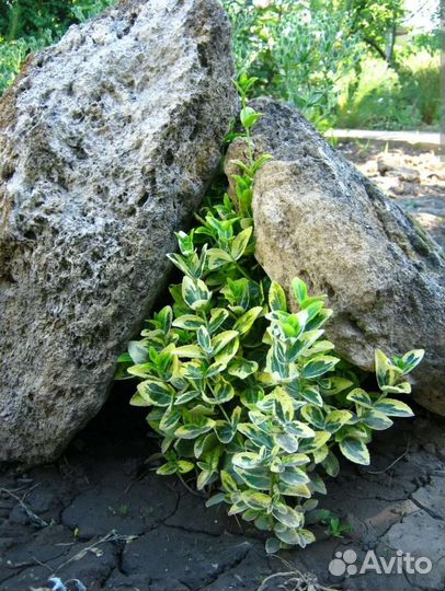 Бересклет японский