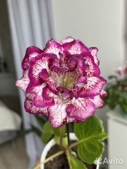 Глоксиния, сорт Баронесса